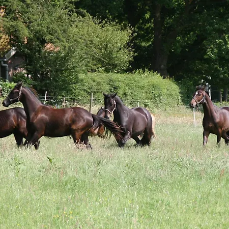 Bed & Breakfast De Nachtegaal